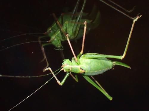 Leptophyes punctatissima